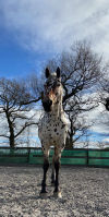 Equine Nova