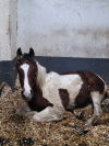 Equine Nova