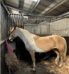 Equine Nova