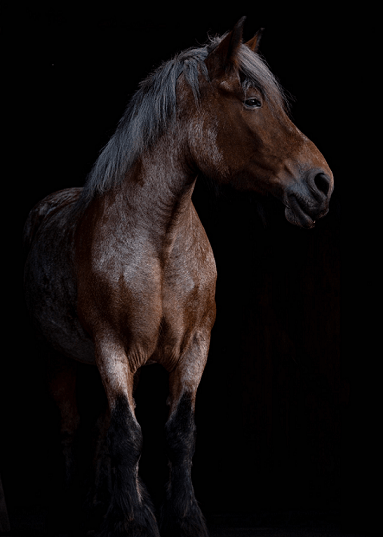 Equine Nova