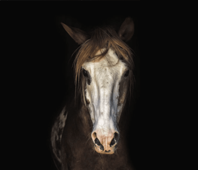 Equine Nova