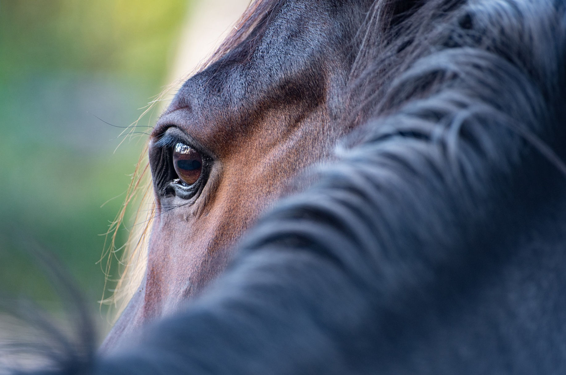 Equine Nova