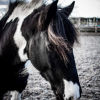 Equine Nova