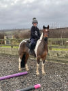 Equine Nova