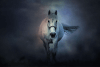 Equine Nova