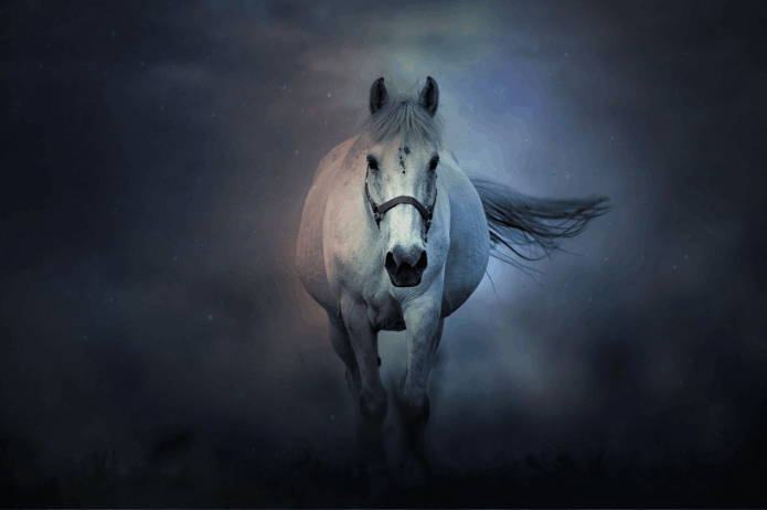 Equine Nova